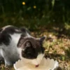 Dagny djupt fat Ø20 cm, Vit
